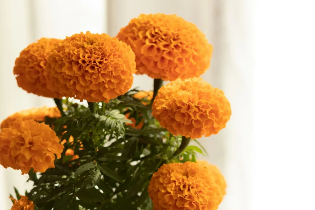 Aprende cómo cuidar tu cempasúchil en maceta: cuánto regarlo, dónde colocarlo y qué hacer para mantener sus flores bonitas durante Día de Muertos.