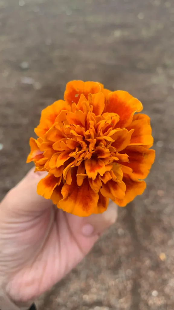 Aprende cómo cuidar tu cempasúchil en maceta: cuánto regarlo, dónde colocarlo y qué hacer para mantener sus flores bonitas durante Día de Muertos.
