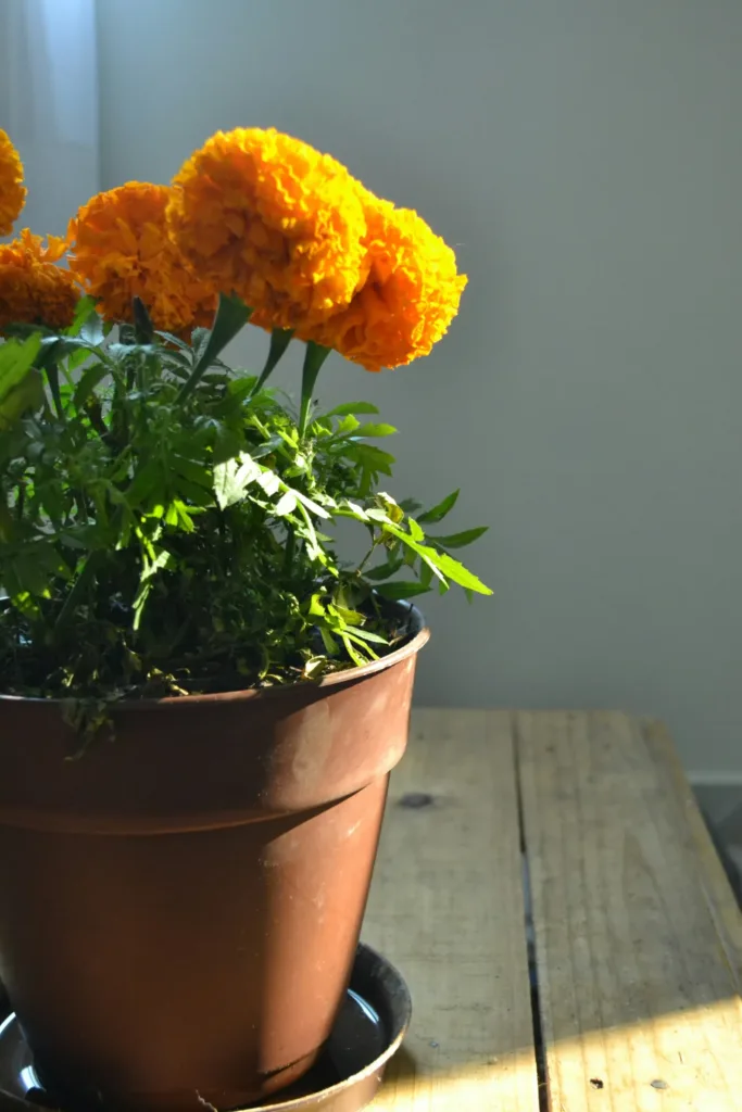 Aprende cómo cuidar tu cempasúchil en maceta: cuánto regarlo, dónde colocarlo y qué hacer para mantener sus flores bonitas durante Día de Muertos.