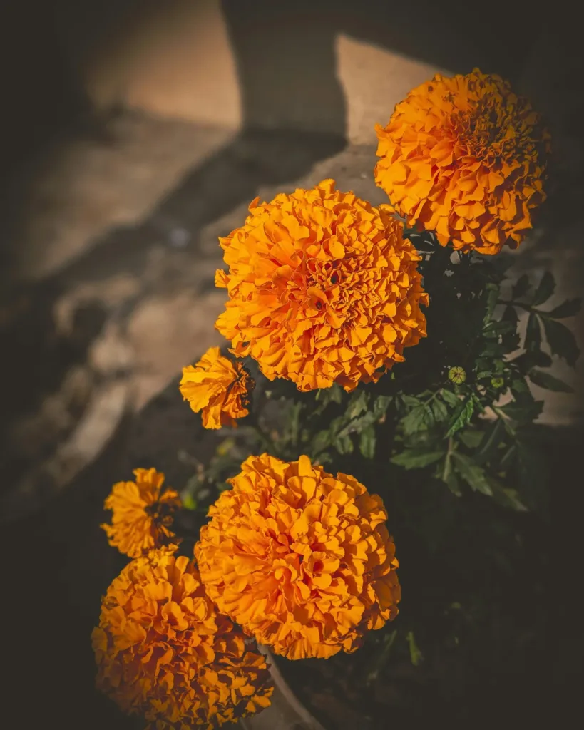 Aprende cómo cuidar tu cempasúchil en maceta: cuánto regarlo, dónde colocarlo y qué hacer para mantener sus flores bonitas durante Día de Muertos.