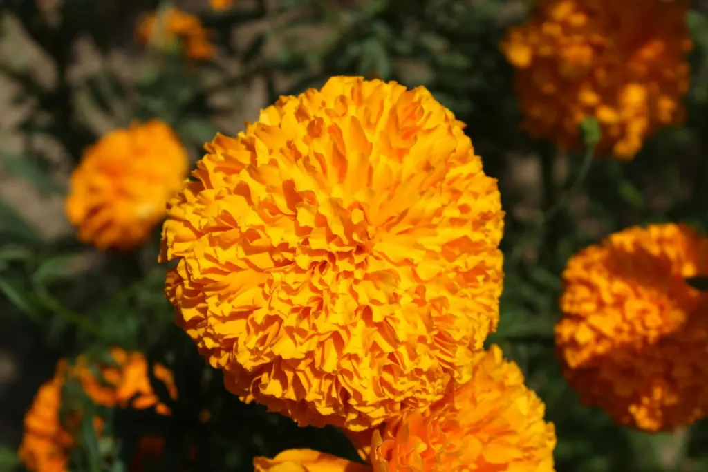 Aprende cómo cuidar tu cempasúchil en maceta: cuánto regarlo, dónde colocarlo y qué hacer para mantener sus flores bonitas durante Día de Muertos.