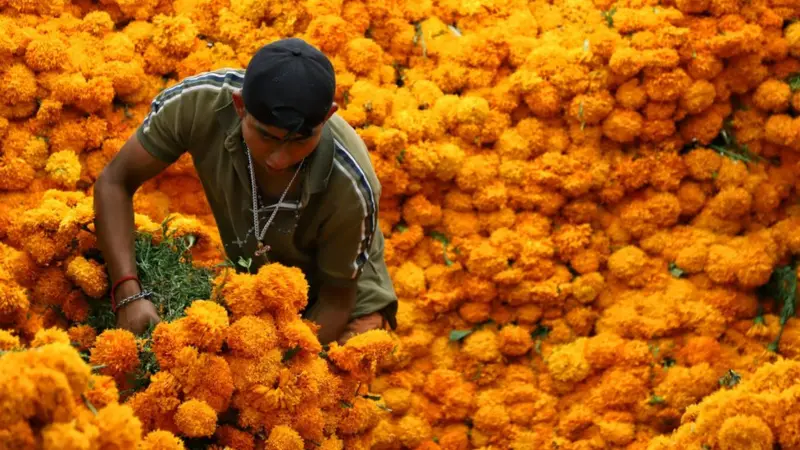Cuando octubre pinta de naranja mercados, campos, casas y calles de México sabemos que una de nuestras celebraciones más entrañables está cerca. Pero detrás de esta flor existe una historia milenaria que comenzó mucho antes de las ofrendas que conocemos actualmente. ¿Te gusta esta flor?