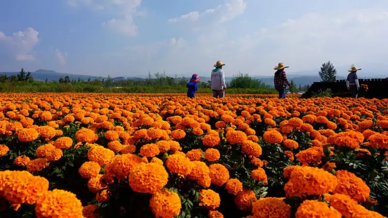 Cuando octubre pinta de naranja mercados, campos, casas y calles de México sabemos que una de nuestras celebraciones más entrañables está cerca. Pero detrás de esta flor existe una historia milenaria que comenzó mucho antes de las ofrendas que conocemos actualmente. ¿Te gusta esta flor?
