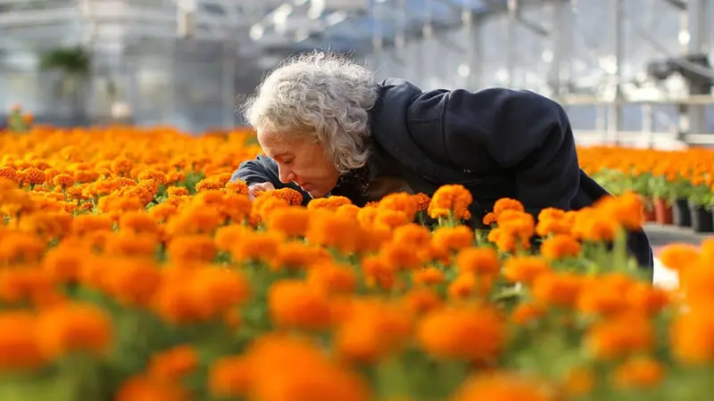 Cuando octubre pinta de naranja mercados, campos, casas y calles de México sabemos que una de nuestras celebraciones más entrañables está cerca. Pero detrás de esta flor existe una historia milenaria que comenzó mucho antes de las ofrendas que conocemos actualmente. ¿Te gusta esta flor?