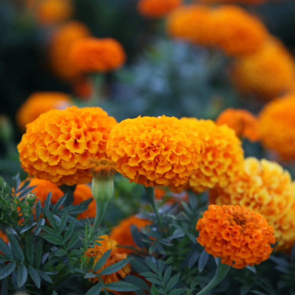 Cuando octubre pinta de naranja mercados, campos, casas y calles de México sabemos que una de nuestras celebraciones más entrañables está cerca. Pero detrás de esta flor existe una historia milenaria que comenzó mucho antes de las ofrendas que conocemos actualmente. ¿Te gusta esta flor?
