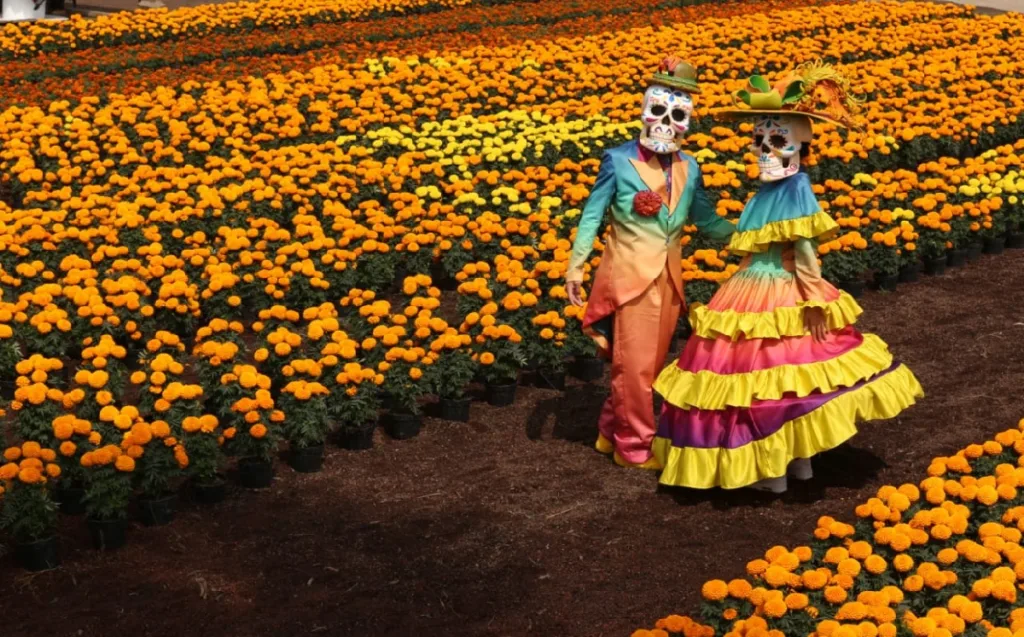 Cuando octubre pinta de naranja mercados, campos, casas y calles de México sabemos que una de nuestras celebraciones más entrañables está cerca. Pero detrás de esta flor existe una historia milenaria que comenzó mucho antes de las ofrendas que conocemos actualmente. ¿Te gusta esta flor?