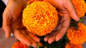 Cuando octubre pinta de naranja mercados, campos, casas y calles de México sabemos que una de nuestras celebraciones más entrañables está cerca. Pero detrás de esta flor existe una historia milenaria que comenzó mucho antes de las ofrendas que conocemos actualmente. ¿Te gusta esta flor?