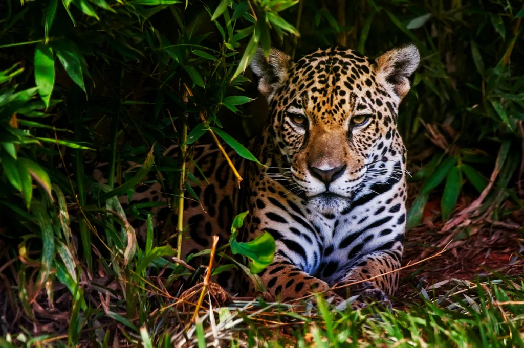 Descubre el significado del jaguar en Mesoamérica y por qué fue uno de los animales más sagrados para culturas como la maya, la olmeca y la mexica. Conoce su simbolismo, su relación con el inframundo y el papel que desempeñó en la cosmovisión de los pueblos originarios.