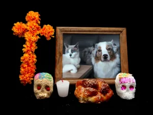 Porque hay compañeros que dejan huellas imposibles de borrar, una de las tradiciones más entrañables de México también se ha convertido en una forma de agradecerles todo el amor que nos regalaron. ¿Ya sabes cómo recordar a tu mascota?