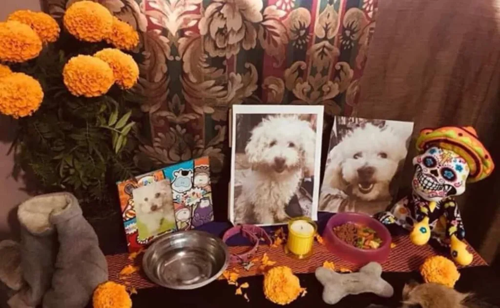 Porque hay compañeros que dejan huellas imposibles de borrar, una de las tradiciones más entrañables de México también se ha convertido en una forma de agradecerles todo el amor que nos regalaron. ¿Ya sabes cómo recordar a tu mascota?