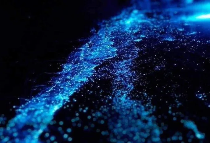 No son estrellas reflejadas sobre el mar: son organismos microscópicos produciendo su propia luz y transformando la oscuridad de Holbox y Manialtepec en uno de los espectáculos naturales más sorprendentes de México./Foto: Sectur