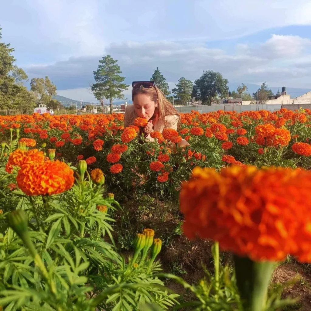 ¿Un paisaje de película sin viajar demasiado lejos? Existe un lugar donde los campos se pintan de naranja, aparecen criaturas fantásticas y las noches se llenan de leyendas. Te contamos cómo visitarlo.