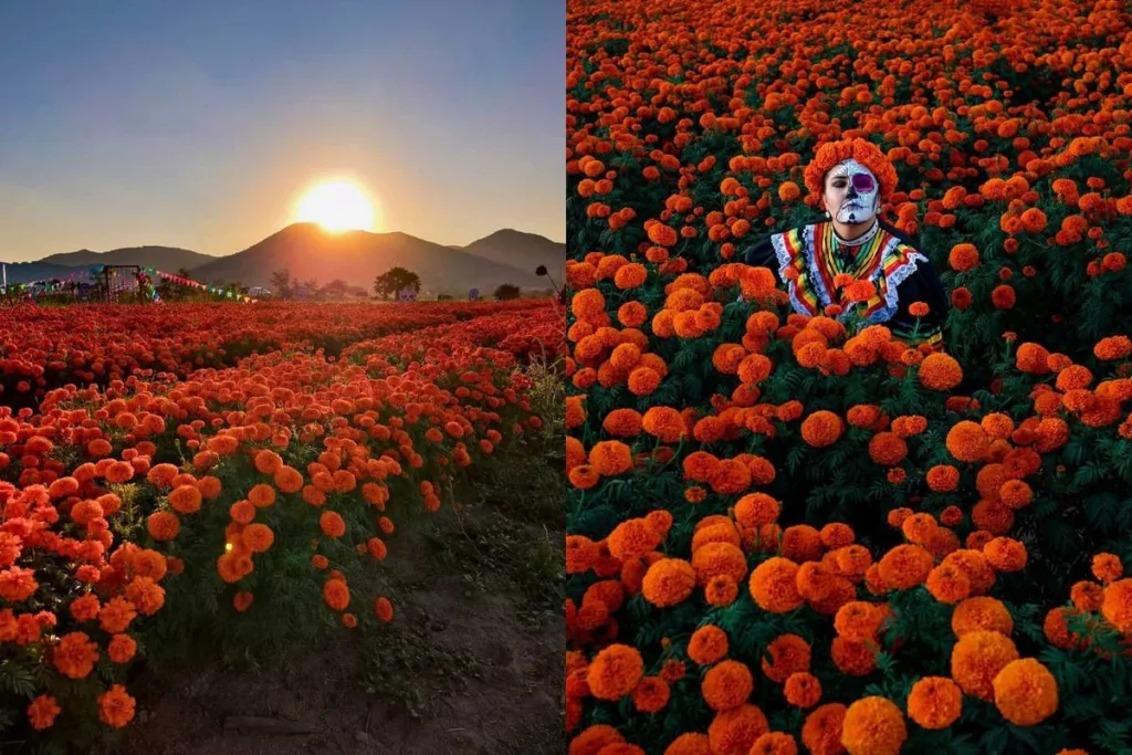 Descubre qué hacer en Guadalajara del 23 al 25 de octubre de 2026: Calaverandia, campos de cempasúchil y una carrera nocturna de zombis. ¿Ya sabías?