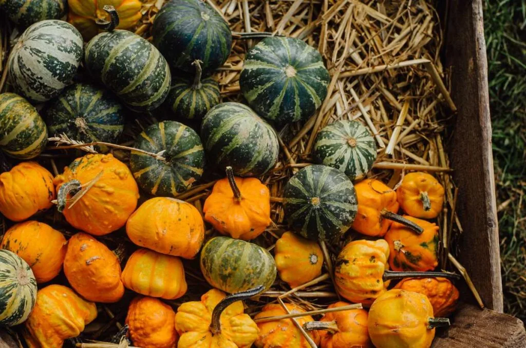 Descubre qué significa calabaza en tacha, la historia de este dulce mexicano y cómo prepararlo con piloncillo y canela para disfrutar el otoño. ¿Es de tus dulces favoritos?
