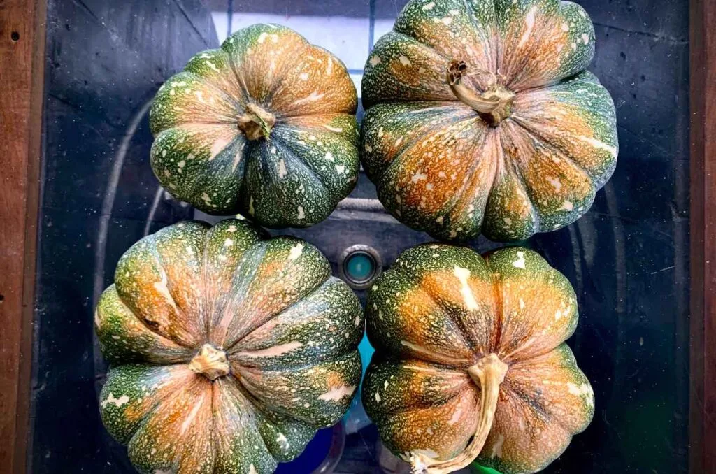 Descubre qué significa calabaza en tacha, la historia de este dulce mexicano y cómo prepararlo con piloncillo y canela para disfrutar el otoño. ¿Es de tus dulces favoritos?