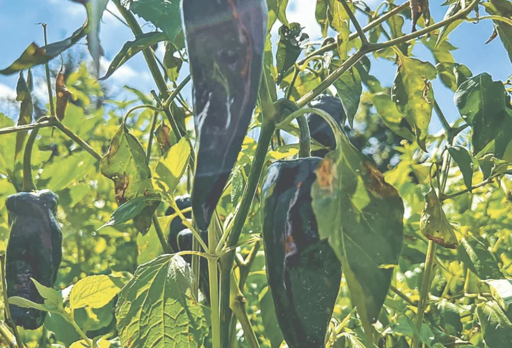 Chile poblano. Gastronomía mexicana.