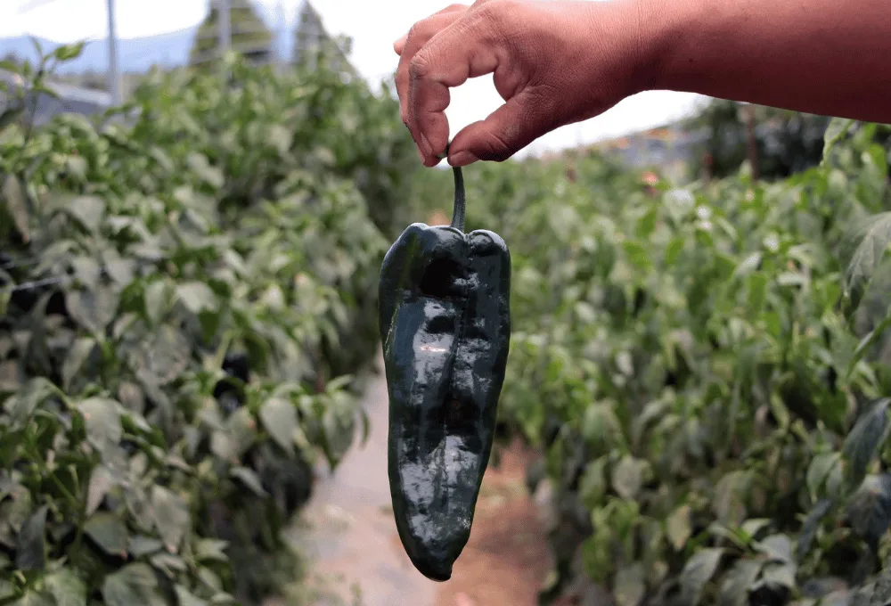 ¿Cuál es el origen del chile poblano y por qué se llama así en la historia de México?