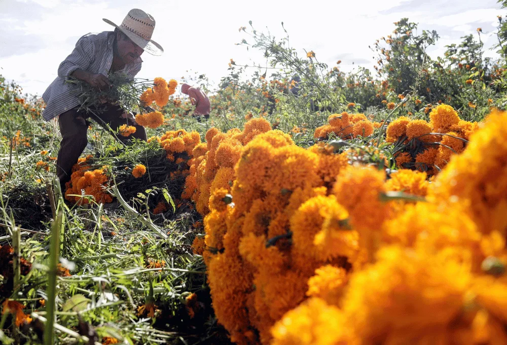 Cosecha Flor de Cempasúchil en Atlixco, Puebla 