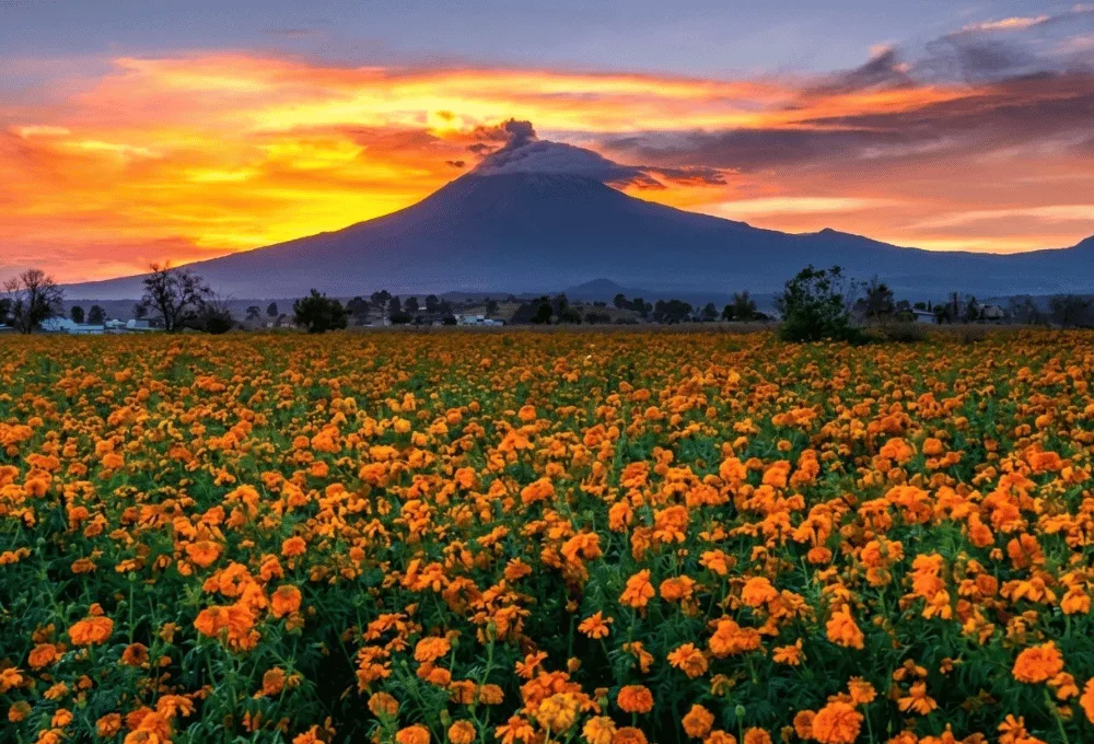 ¿Cuál es la ruta de los campos de Cempasúchil en Atlixco, Puebla y cuándo se pueden visitar?