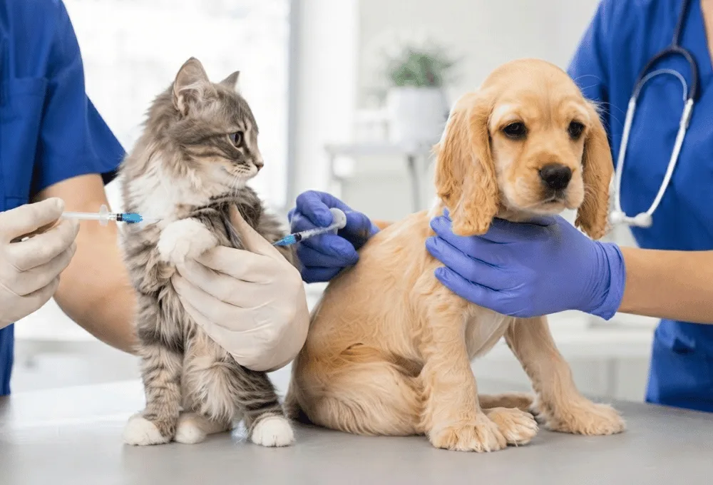 Mascotas. Perros y gatos. Veterinarios. Medicina preventiva: Esquema de vacunación indispensable antes del invierno