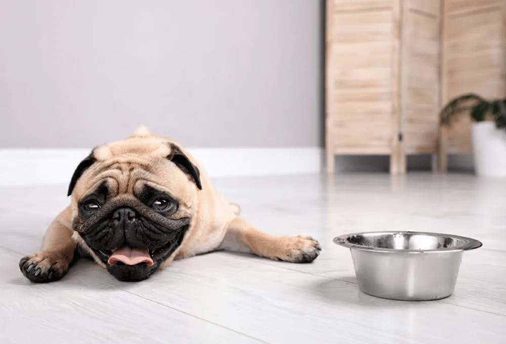 Perros. Mascotas. Dificultad respiratoria (Disnea).