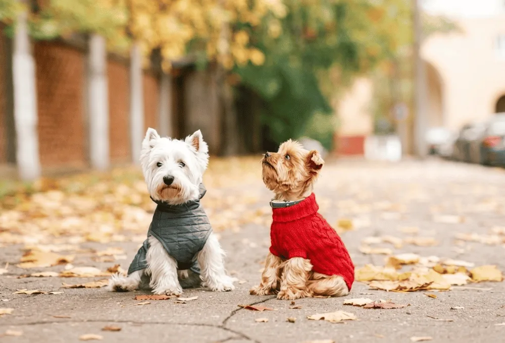 Mascotas. Perros. Razas vulnerables y adultos mayores: ¿Quiénes sufren más el cambio de clima?