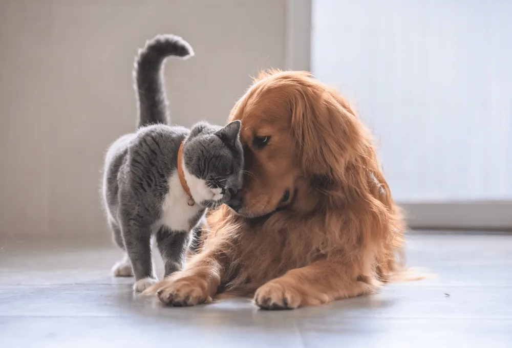 Proteger a tus mascotas y evitar enfermedades respiratorias. Perros y gatos.