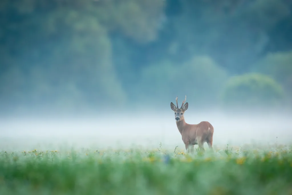 Un bosque cubierto de neblina puede convertirse en una de las postales más bonitas de cualquier viaje otoñal, pero fotografiarlo tiene sus trucos. Antes de sacar la cámara o el celular, aprende a aprovechar la luz, la composición y ese ambiente misterioso sin perder la esencia del paisaje.