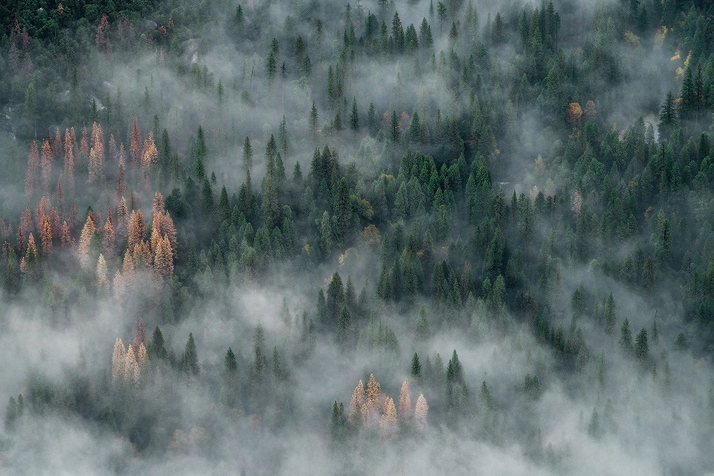 Un bosque cubierto de neblina puede convertirse en una de las postales más bonitas de cualquier viaje otoñal, pero fotografiarlo tiene sus trucos. Antes de sacar la cámara o el celular, aprende a aprovechar la luz, la composición y ese ambiente misterioso sin perder la esencia del paisaje.