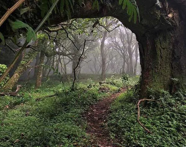 La neblina entre los árboles, los senderos húmedos y el silencio de la naturaleza pueden hacer inolvidable una escapada. Pero antes de emprender el viaje, hay detalles que conviene conocer para disfrutarla sin contratiempos. ¿Te gustaría realizar esta aventura?