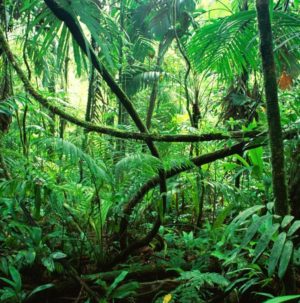 La neblina entre los árboles, los senderos húmedos y el silencio de la naturaleza pueden hacer inolvidable una escapada. Pero antes de emprender el viaje, hay detalles que conviene conocer para disfrutarla sin contratiempos. ¿Te gustaría realizar esta aventura?