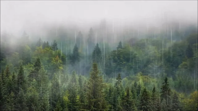La neblina entre los árboles, los senderos húmedos y el silencio de la naturaleza pueden hacer inolvidable una escapada. Pero antes de emprender el viaje, hay detalles que conviene conocer para disfrutarla sin contratiempos. ¿Te gustaría realizar esta aventura?