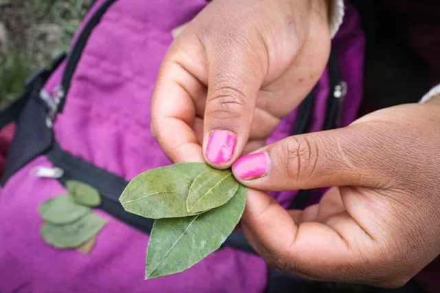 Mucho antes de los laboratorios modernos, los pueblos originarios desarrollaron un profundo conocimiento sobre las plantas que los rodeaban. Ese legado sigue vivo hoy en mercados, huertos y hogares donde la herbolaria continúa formando parte de la identidad cultural de México../Foto: Pexels